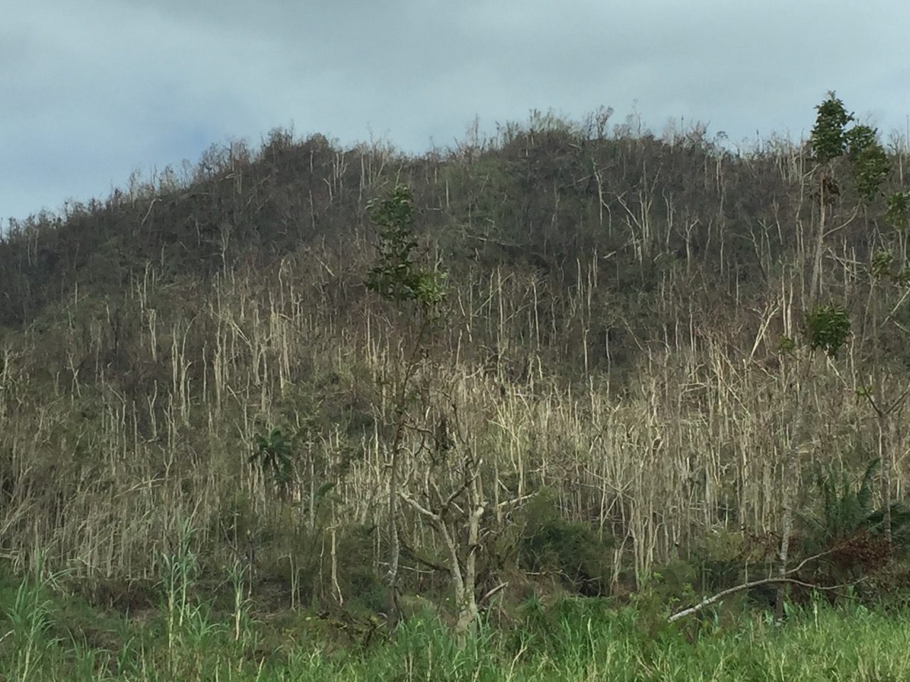 What once were lush, green, jungle forests, have been wind burned and defoliated. 